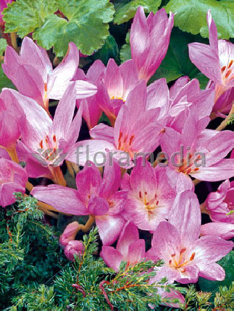 Zimowit 'The Giant' Colchicum