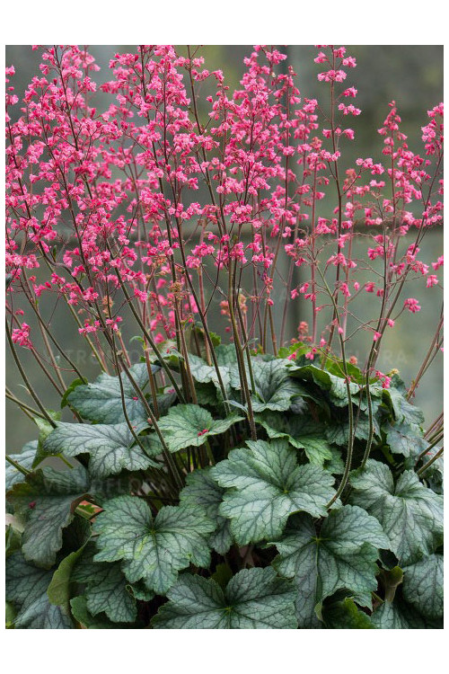 Żurawka 'Rex Peppermint' Heuchera