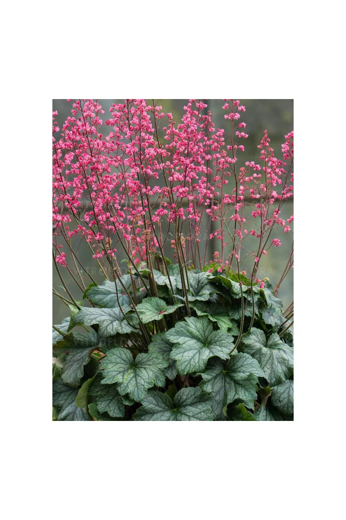 Żurawka 'Rex Peppermint' Heuchera