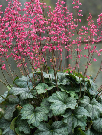 Żurawka 'Rex Peppermint' Heuchera