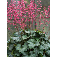 Żurawka 'Rex Peppermint' Heuchera