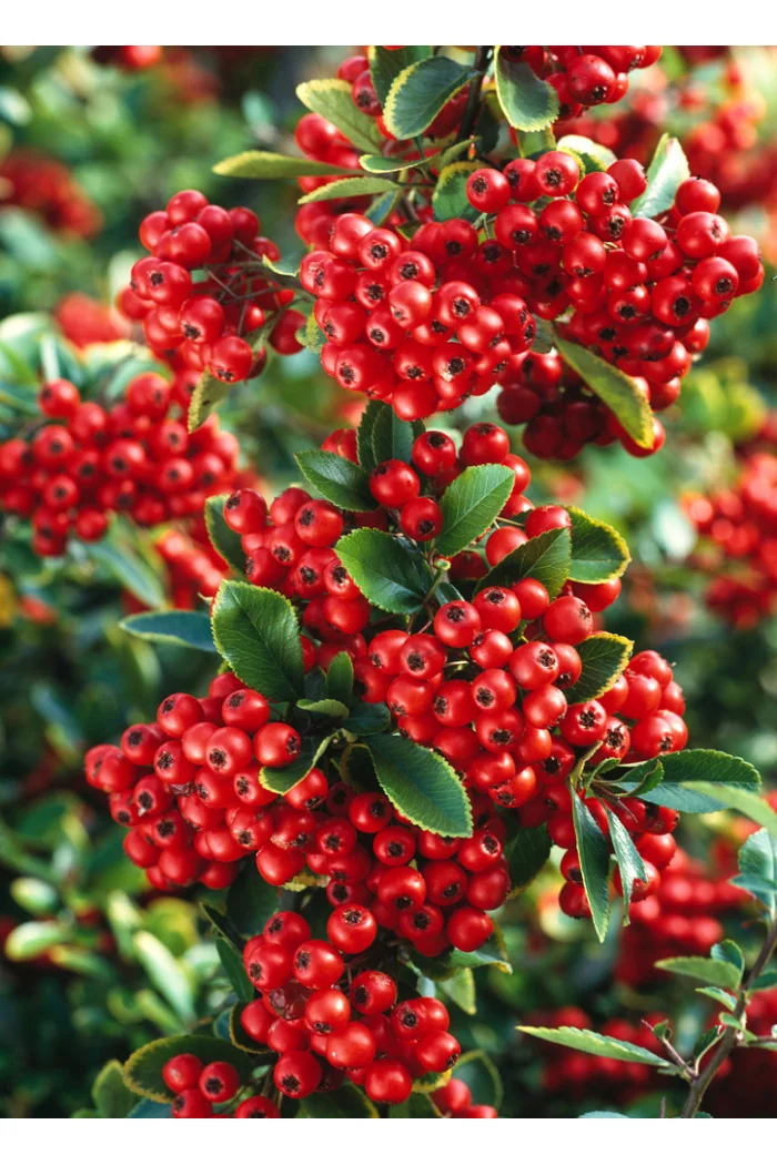 Ognik szkarłatny 'Red Column' | Pyracantha coccinea
