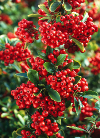 Ognik szkarłatny 'Red Column' | Pyracantha coccinea