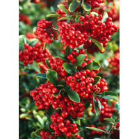 Ognik szkarłatny 'Red Column' | Pyracantha coccinea