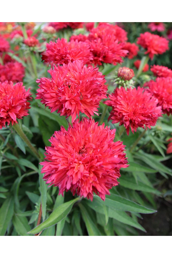 Jeżówka 'Fringe Festival' | Echinacea