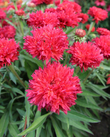 Jeżówka 'Fringe Festival' | Echinacea