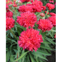 Jeżówka 'Fringe Festival' | Echinacea