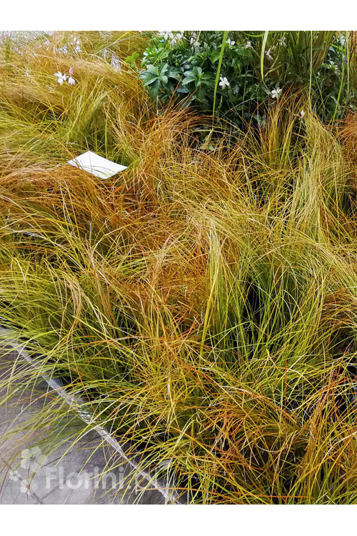 turzyca, turzyca ceglasta, carex, turzyca Praire Fire
