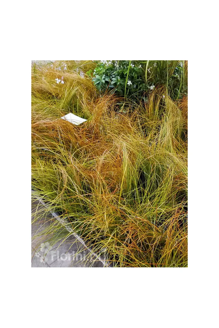 turzyca, turzyca ceglasta, carex, turzyca Praire Fire