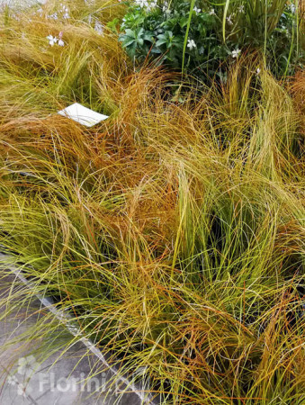 turzyca, turzyca ceglasta, carex, turzyca Praire Fire