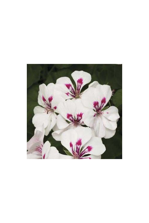 Pelargonia bluszczolistna 'Luna' (odmiana pojedyncza)