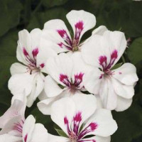 Pelargonia bluszczolistna 'Luna' (odmiana pojedyncza)