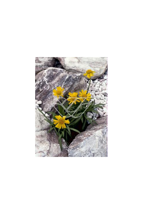 Hymenoksys (Aktinella) Hymenoxis Actinella scaposa