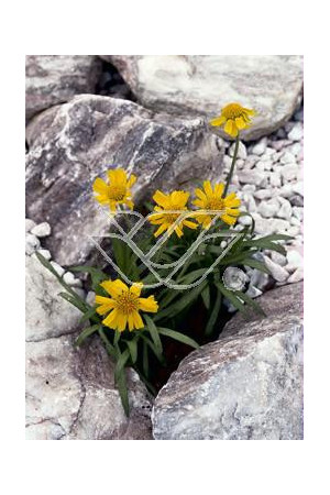 Hymenoksys (Aktinella) Hymenoxis Actinella scaposa