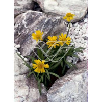 Hymenoksys (Aktinella) Hymenoxis Actinella scaposa