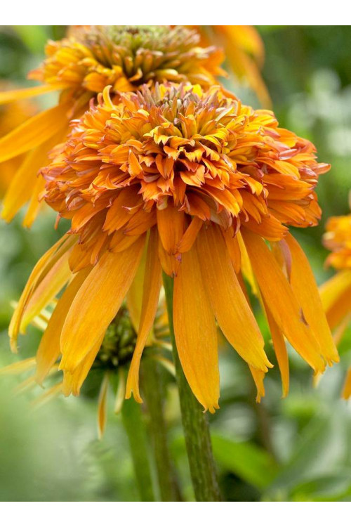Jeżówka 'Marmalade' Echinacea