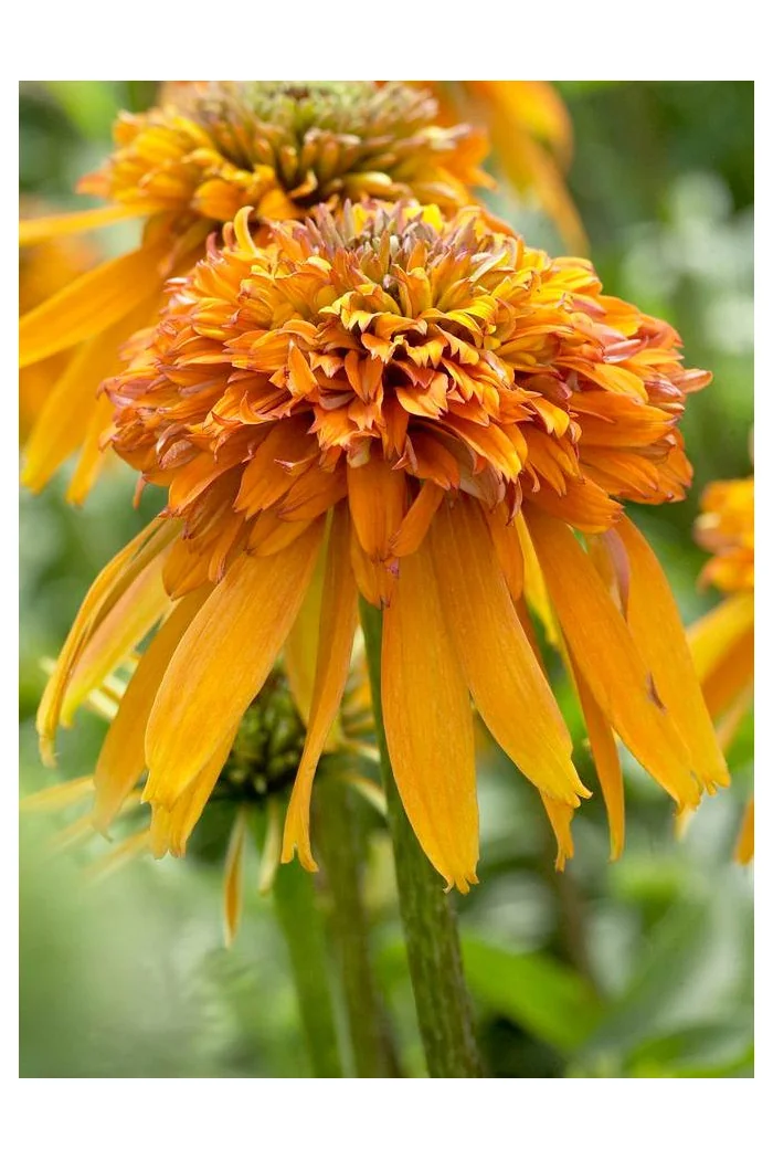 Jeżówka 'Marmalade' Echinacea