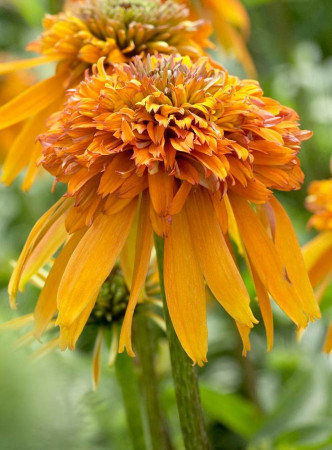 Jeżówka 'Marmalade' Echinacea