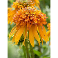 Jeżówka 'Marmalade' Echinacea