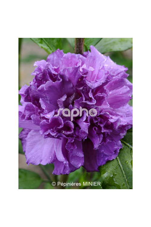 Ketmia syryjska 'French Cabaret Purple' | Hibiscus syriacus