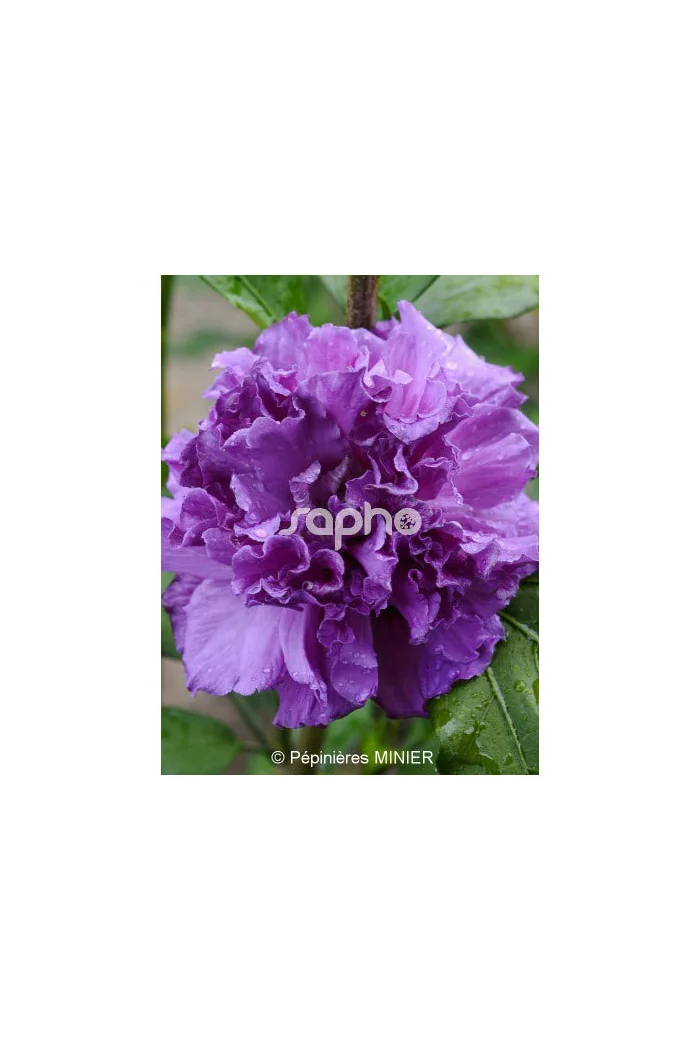 Ketmia syryjska 'French Cabaret Purple' | Hibiscus syriacus