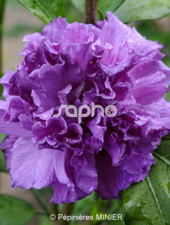 Ketmia syryjska 'French Cabaret Purple' | Hibiscus syriacus