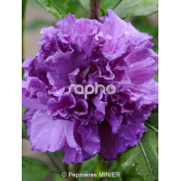 Ketmia syryjska 'French Cabaret Purple' | Hibiscus syriacus