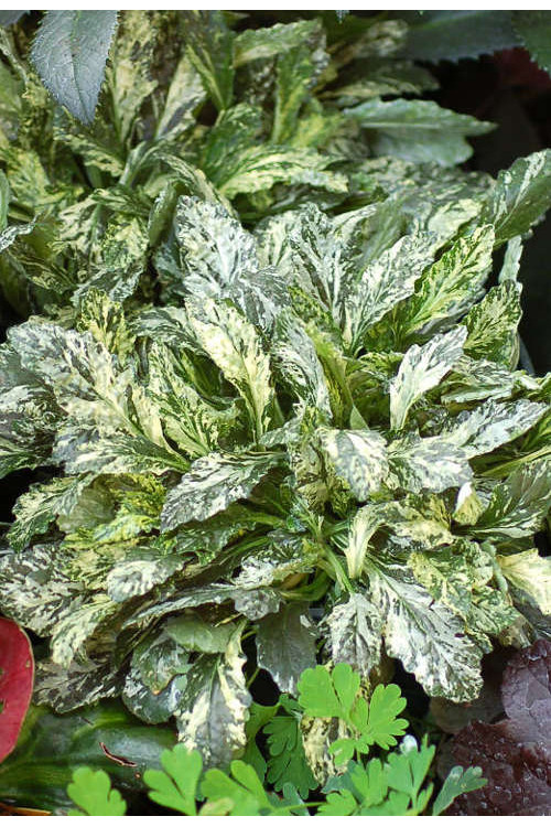 Dąbrówka 'Sparkler' | Ajuga reptans