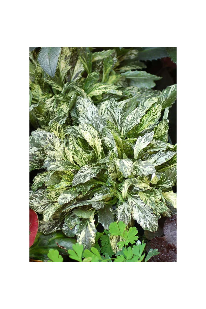 Dąbrówka 'Sparkler' | Ajuga reptans