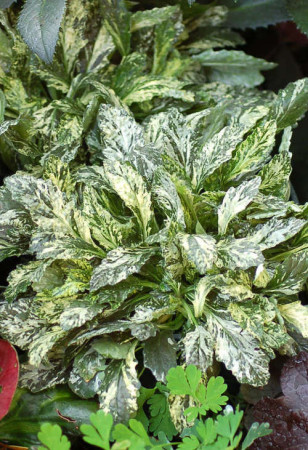 Dąbrówka 'Sparkler' | Ajuga reptans