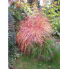 Miskant chiński 'Purpurascens' | Miscanthus sinensis