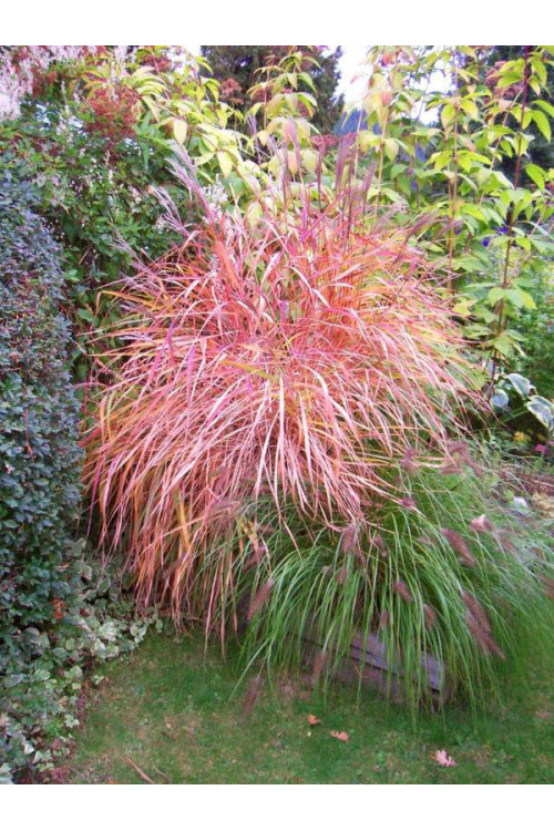 Miskant chiński 'Purpurascens' | Miscanthus sinensis