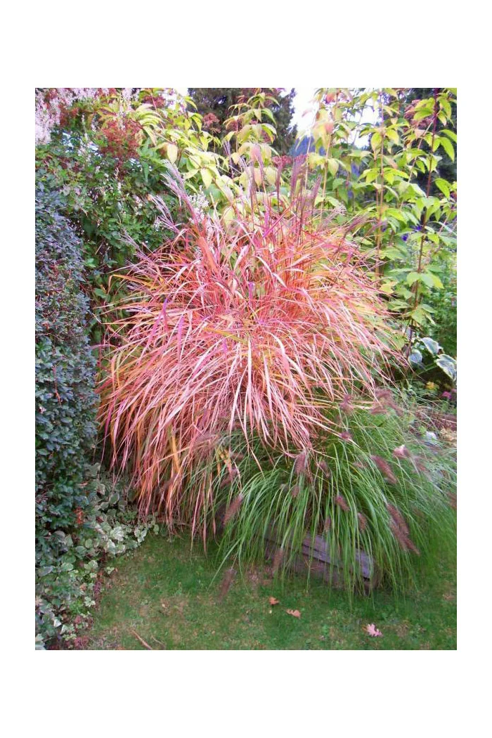 Miskant chiński 'Purpurascens' | Miscanthus sinensis