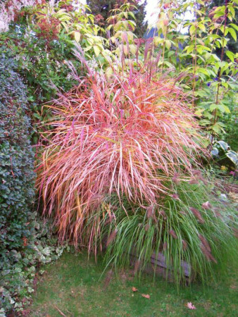 Miskant chiński 'Purpurascens' | Miscanthus sinensis