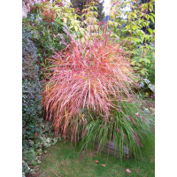 Miskant chiński 'Purpurascens' | Miscanthus sinensis