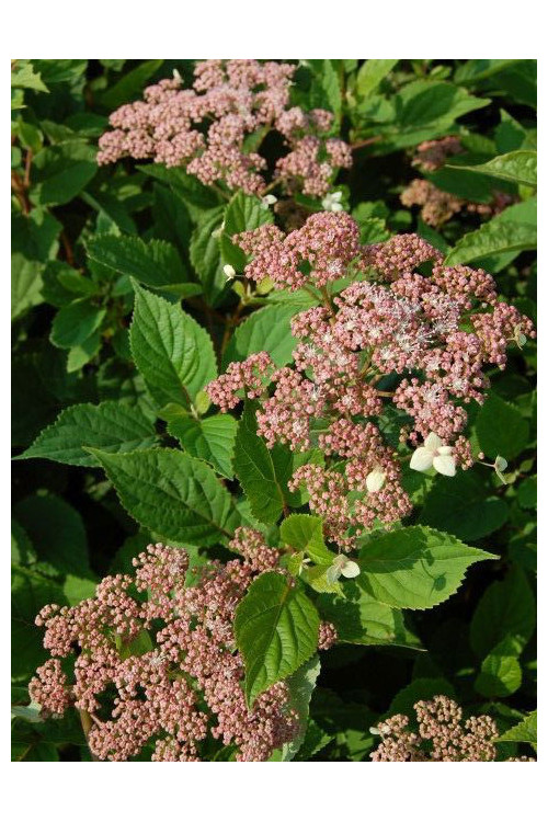 Hortensja drzewiasta 'Pink Pincushion' Hydrangea arborescens