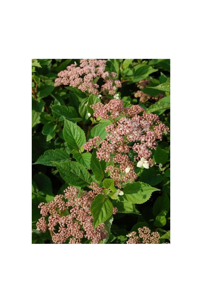 Hortensja drzewiasta 'Pink Pincushion' Hydrangea arborescens
