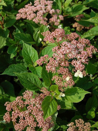 Hortensja drzewiasta 'Pink Pincushion' Hydrangea arborescens
