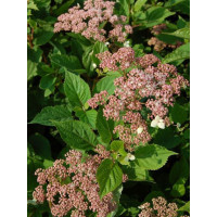 Hortensja drzewiasta 'Pink Pincushion' Hydrangea arborescens