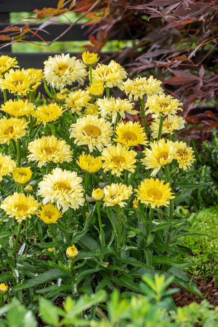 Złocień 'Goldfinch' | Leucanthemum