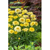 Złocień 'Goldfinch' | Leucanthemum