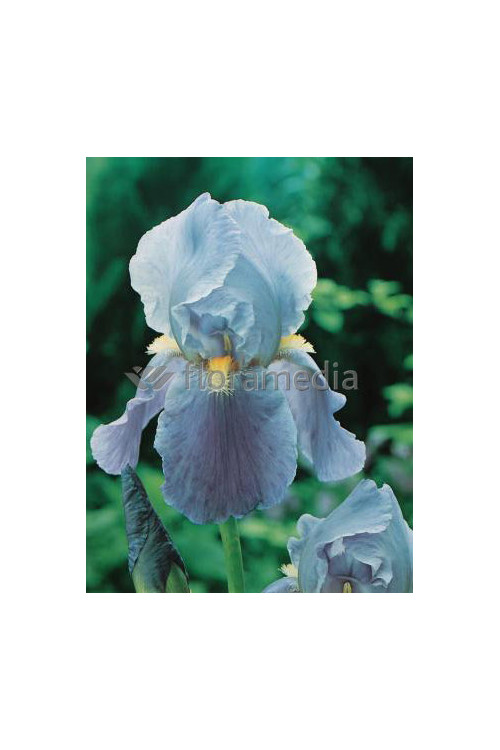 Kosaciec (Irys) bródkowy 'Blue Rhythm' | Iris germanica