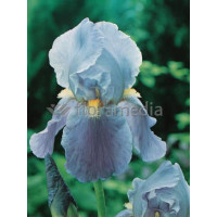 Kosaciec (Irys) bródkowy 'Blue Rhythm' | Iris germanica