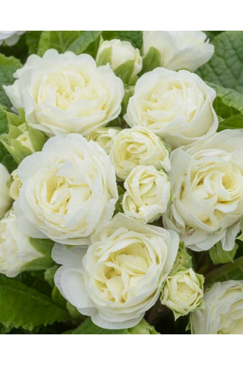 Pierwiosnek 'Belarina® Vanilla' | Primula