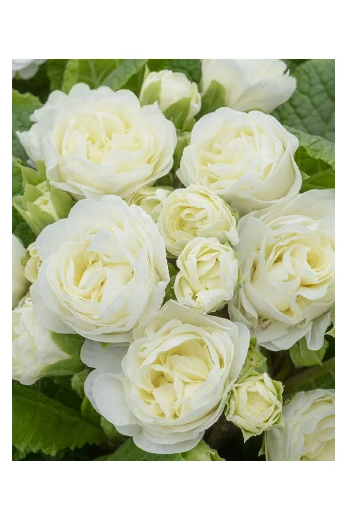 Pierwiosnek 'Belarina® Vanilla' | Primula