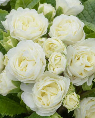 Pierwiosnek 'Belarina® Vanilla' | Primula