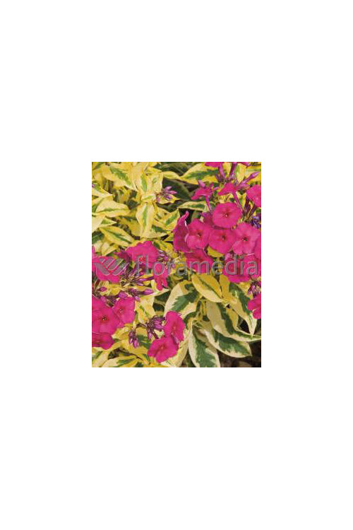 Floks wiechowaty 'Goldmine' Phlox panniculata