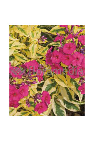 Floks wiechowaty 'Goldmine' Phlox panniculata