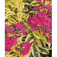 Floks wiechowaty 'Goldmine' Phlox panniculata