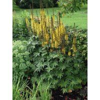 Języczka przewalskiego | Ligularia przewalskii